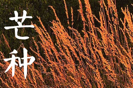 2024年芒种几月几号几分几秒 芒种适合种植什么蔬菜
