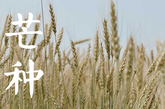 2024年芒种是哪一天,2024年芒种是几月几号几点几分