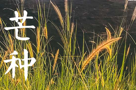 2024年芒种可以种的农作物 2024年芒种降雨影响大豆水稻