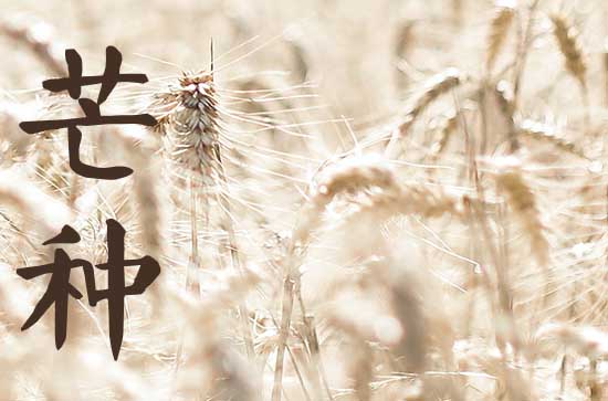 2024年芒种可以种玉米吗 2024年芒种的习俗