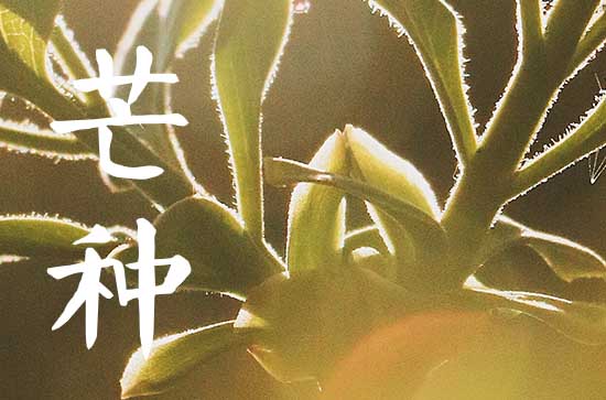 2024年芒种几点不出门 2024年芒种什么时候适合出行