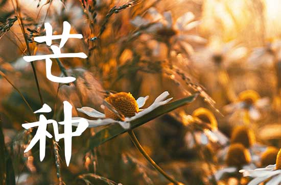 2024年芒种一共几天 2024年芒种的具体时间