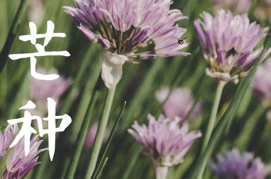 2024年芒种是什么季节 芒种养生食谱