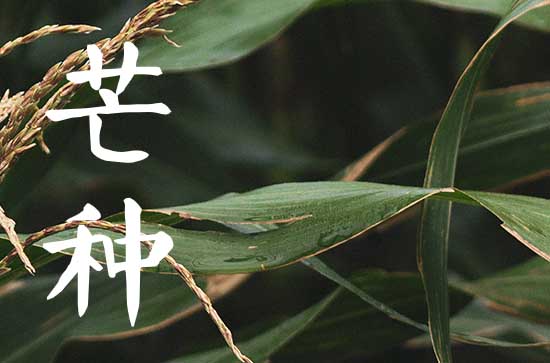 2024年芒种可以种植什么 芒种的注意点