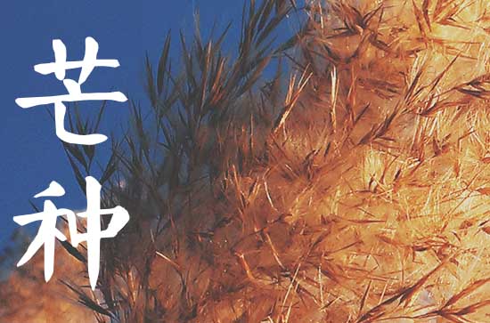 2024年芒种节气的含义  芒种此节气的气候特点