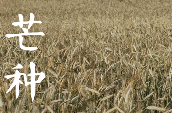 2024年芒种是几月几号几分几秒  芒种养生小知识