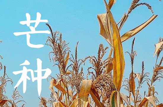 2024年芒种的含义是什么意思  芒种的历史