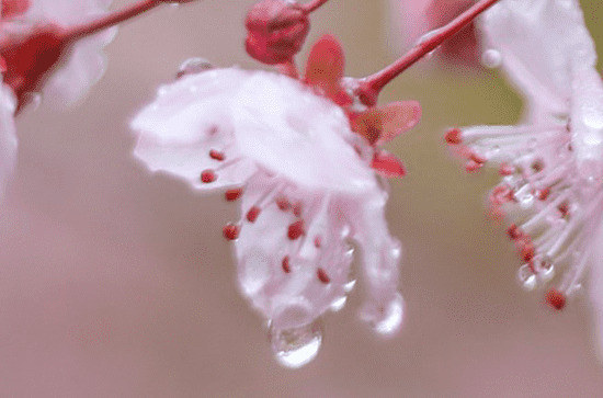 雨生百谷指的哪个节气 谷雨节气的农谚