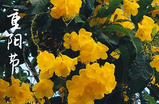 唐代的重阳节俗有哪些 唐代重阳节为官方节日