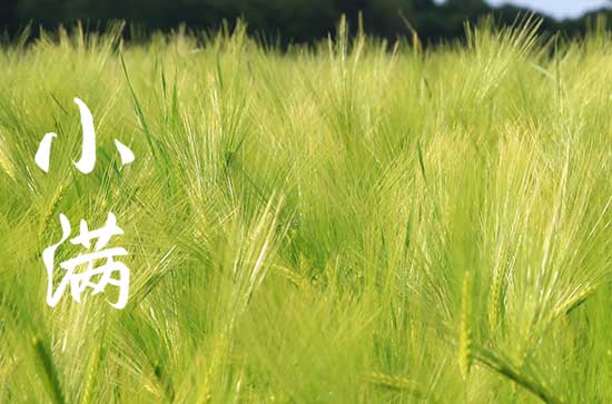 小满见三新指的是哪三新 关于小满节气的诗词 小满见三新指的是哪三新 关于小满节气的诗词