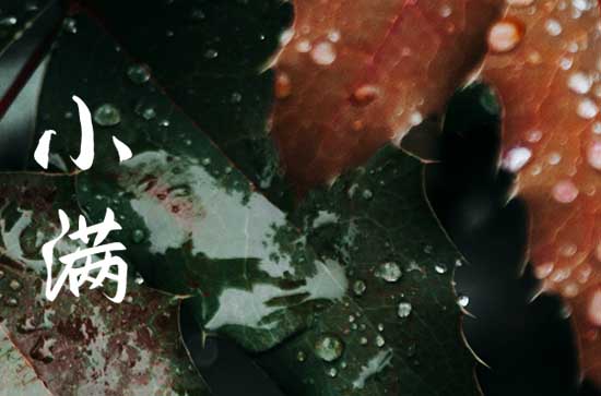 小满节气吃的苦菜是什么菜 适合小满节气吃的食物 小满节气吃的苦菜是什么菜 适合小满节气吃的食物