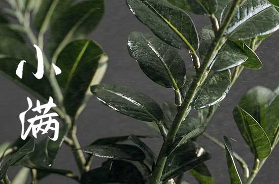 小满不满第二个满是什么意思 小满节气的谚语 小满不满第二个满是什么意思 小满节气的谚语