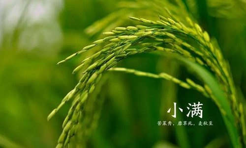 小满三候分别是什么 小满古诗