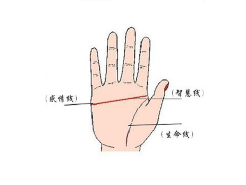 四种假断掌图片 四种假断掌图片图解