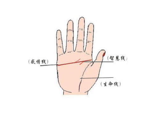 四种假断掌图片 四种假断掌图片图解