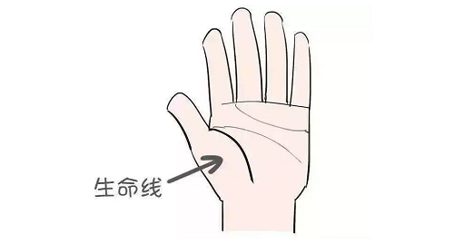 生命线是哪一条 生命线有两条什么说法