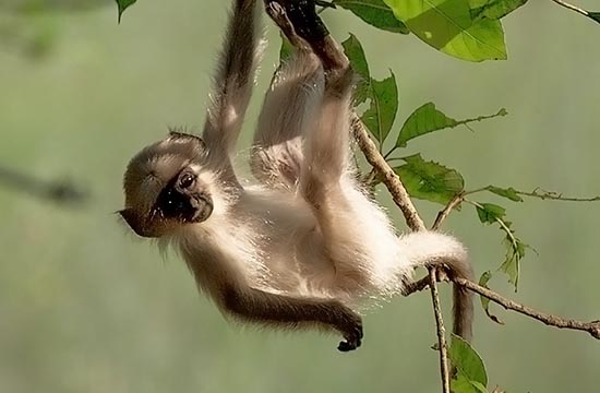 属猴人最大的弱点是什么