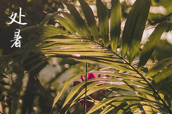 处暑是几月几号2024年 2024年8月22日处暑出去玩适合吗