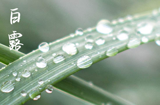 白露天气特征 白露吃什么水果好?