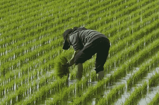 2023年湖南6月份天气适合旅游吗 湖南6月份天气适合穿什么衣服