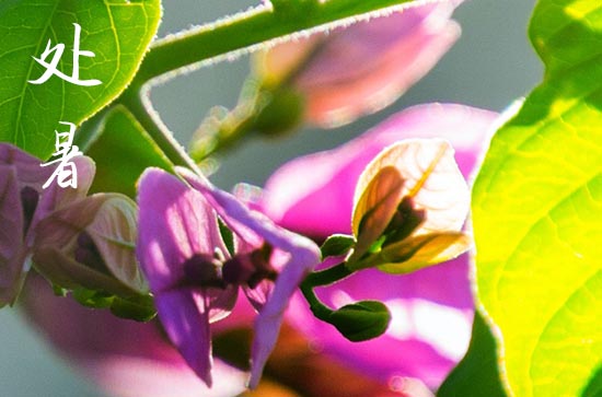 2024年处暑时间是什么时候 2024处暑当天可以结网吗