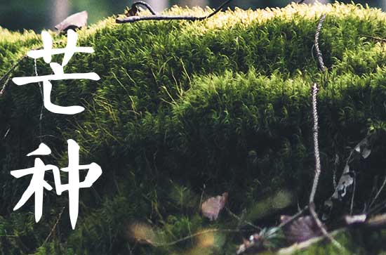 2023年芒种是几月几日 2023年芒种是哪一天