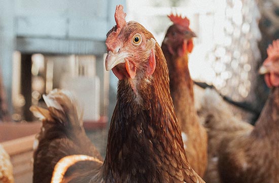 2024生肖鸡命中有两大贵人    1969生肖鸡最倒霉的年龄