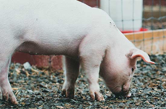 属猪最佳骨灰下葬吉日2024年 2024年属猪最佳骨灰下葬吉日一览