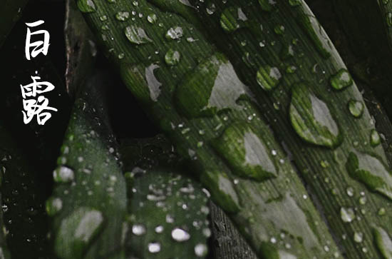 白露是几月几号2024年 2024年白露能安放神位吗