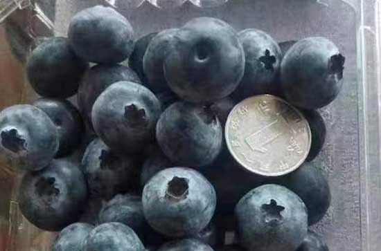 蓝莓有一点发霉还能泡酒吗 蓝莓泡酒的做法 蓝莓有一点发霉还能泡酒吗 蓝莓泡酒的做法