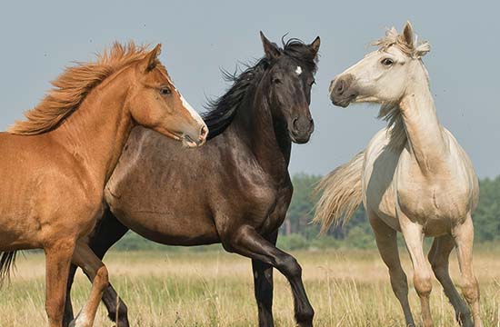 14年属马的2025年运势和财运怎么样 14年属马人2025年运势及运程每月运程 14年属马的2025年运势和财运怎么样 14年属马人2025年运势及运程每月运程