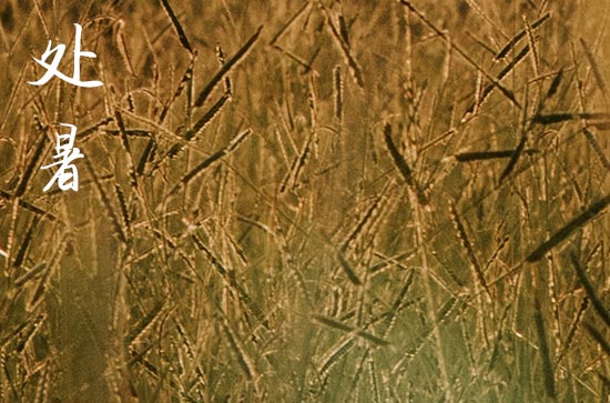 2024年什么时候处暑 2024年处暑是收养子女吉日吗