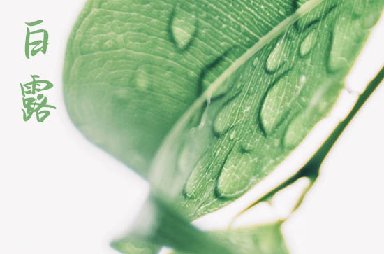 白露节气种植什么农作物 2023白露节气可以种什么菜