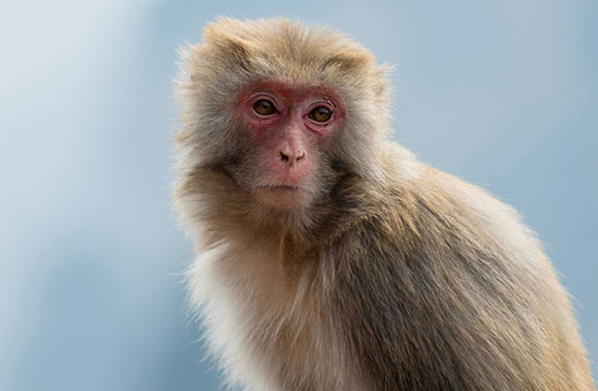 1992年属猴2024年运势及运程详解    92年属猴人2024年龙年每月运程