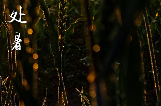 2024处暑是农历哪一天 2024年处暑弄粉刷墙壁可以吗