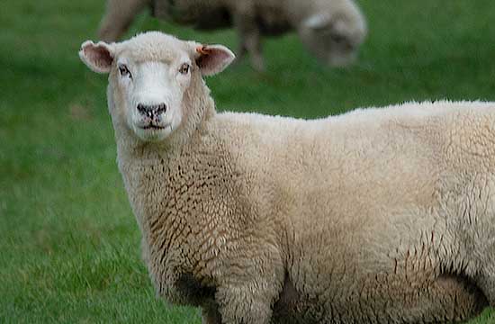 属羊2024年每月运势及运程详解