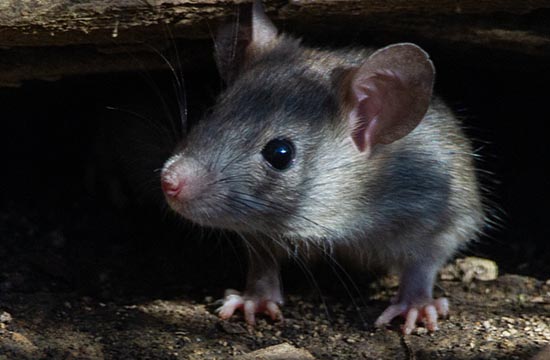 属鼠人2024年犯桃花吗 桃花劫发生在几月 属鼠人2024年犯桃花吗 桃花劫发生在几月