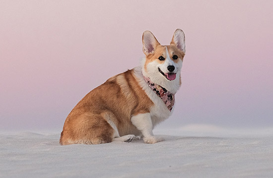 2025年属狗开学最好的吉日 2025年属狗开学黄道吉日一览