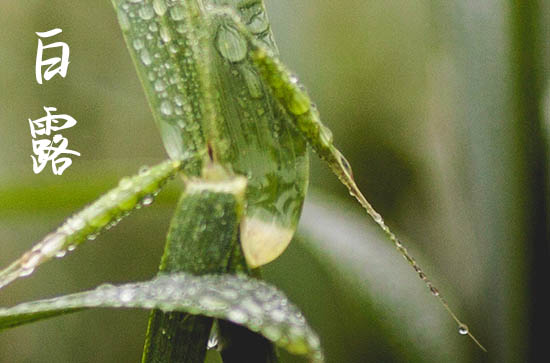 2024白露是哪一天 2024年白露是修建坟墓的好日子吗