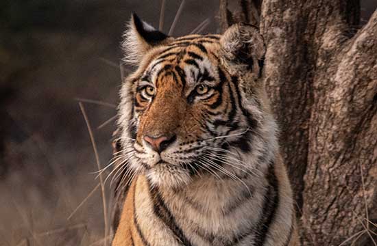 2024属虎的人适合戴什么首饰 2024属虎的人适合戴什么首饰