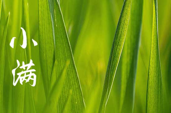 小满节气民俗 小满时节有哪些节日风俗
