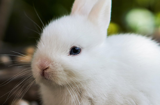 1999年属兔人2025年运势及运程 1999年属兔人2025年运势每月运势 1999年属兔人2025年运势及运程 1999年属兔人2025年运势每月运势