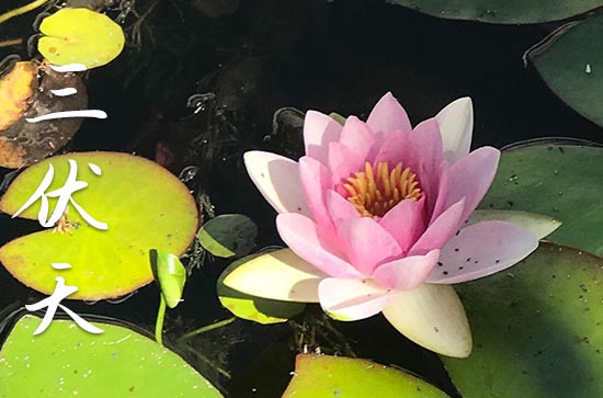 初伏是几月几号2024年 初伏2024时间表