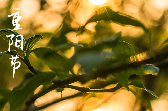 重阳节与茱萸的关系 重阳节又称茱萸节_