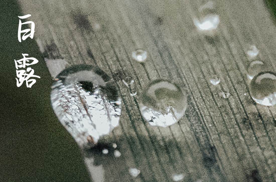 2024年白露是什么时候 2024年9月7日白露黄历