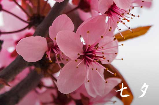 2024七夕节是几月几日 具体是哪天 2024七夕节是几月几日 具体是哪天