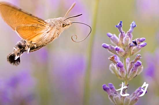 七夕节创意文案250句