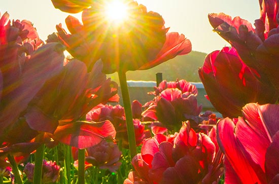 2023年三伏天一般在几月