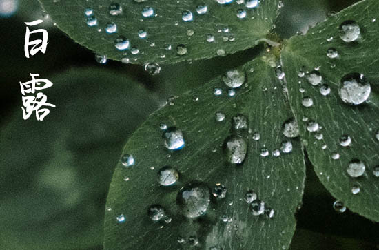 白露是什么意思?