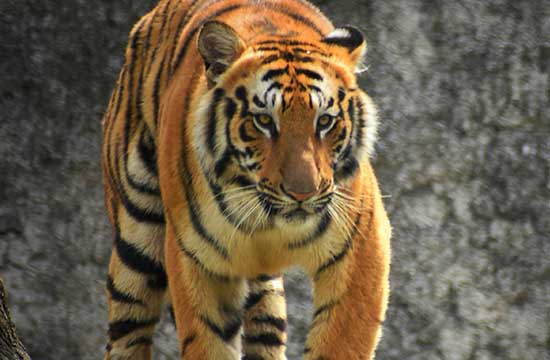 1986年属虎2025年运势完整版免费 1986年属虎2025年运势及运程每月运程 1986年属虎2025年运势完整版免费 1986年属虎2025年运势及运程每月运程